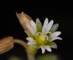 Fivestamen chickweed